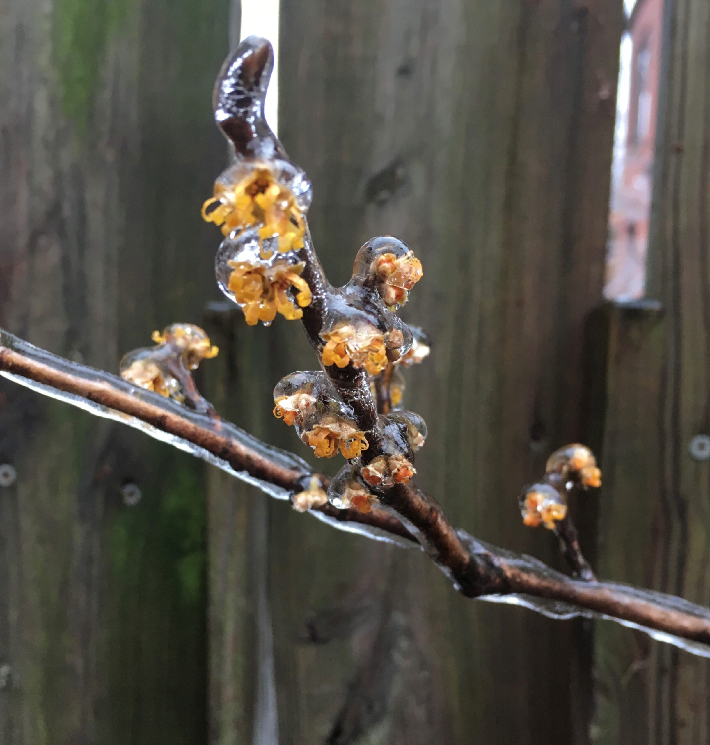 A witch hazel bud encased in ice.